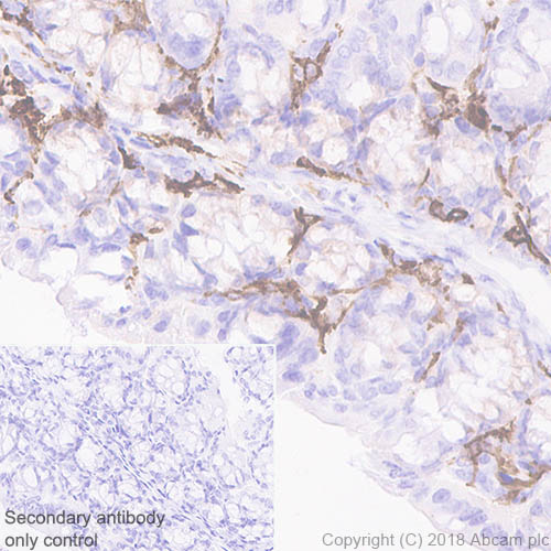 Immunohistochemistry (Formalin/PFA-fixed paraffin-embedded sections) - Anti-CD16 + CD32 antibody [EPR22345] (AB228971), expandable thumbnail