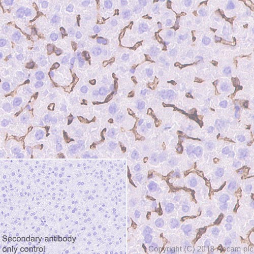 Immunohistochemistry (Formalin/PFA-fixed paraffin-embedded sections) - Anti-CD16 + CD32 antibody [EPR22345] (AB228971), expandable thumbnail
