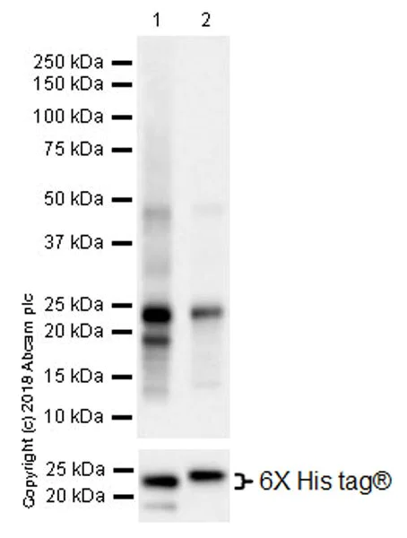 Western blot - Anti-CD16 + CD32 antibody [EPR22345] (AB228971)