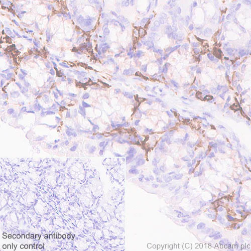 Immunohistochemistry (Formalin/PFA-fixed paraffin-embedded sections) - Anti-CD16 + CD32 antibody [EPR22345] - BSA and Azide free (AB245199)