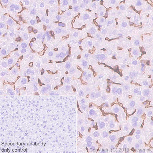 Immunohistochemistry (Formalin/PFA-fixed paraffin-embedded sections) - Anti-CD16 + CD32 antibody [EPR22345] - BSA and Azide free (AB245199)