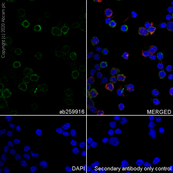 Immunocytochemistry/ Immunofluorescence - Anti-CD161 antibody [EPR23831-120] (AB259916), expandable thumbnail