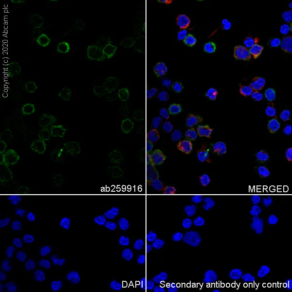 Immunocytochemistry/ Immunofluorescence - Anti-CD161 antibody [EPR23831-120] (AB259916)