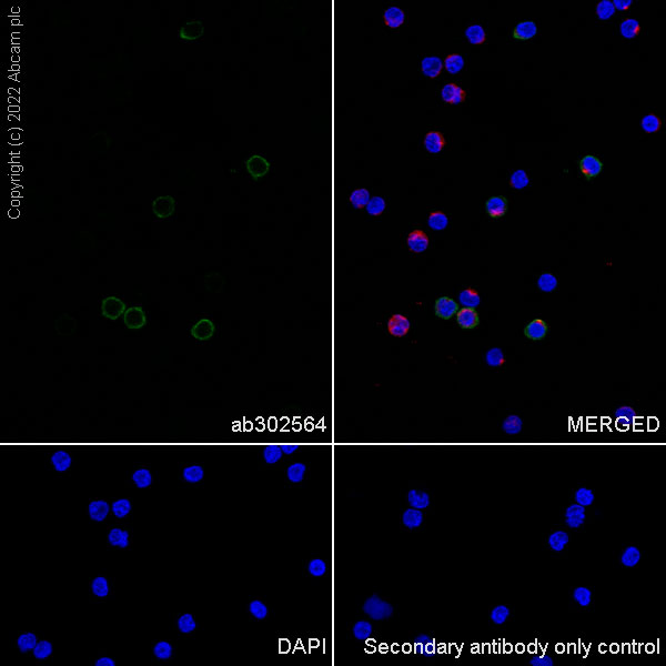 Immunocytochemistry/ Immunofluorescence - Anti-CD161 antibody [EPR26340-6] (AB302564), expandable thumbnail