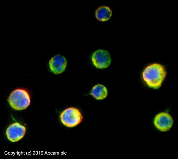 Immunocytochemistry/ Immunofluorescence - Anti-CD163 antibody (AB87099)
