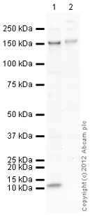 Western blot - Anti-CD163 antibody (AB87099)