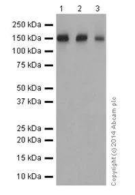 Western blot - Anti-CD163 antibody [EPR14336] - BSA and Azide free (AB251273)