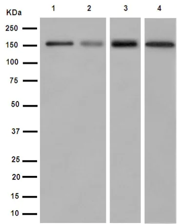 Western blot - Anti-CD163 antibody [EPR14643] - BSA and Azide free (AB250965)