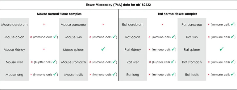 Immunohistochemistry (Formalin/PFA-fixed paraffin-embedded sections) - Anti-CD163 antibody [EPR19518] (AB182422)