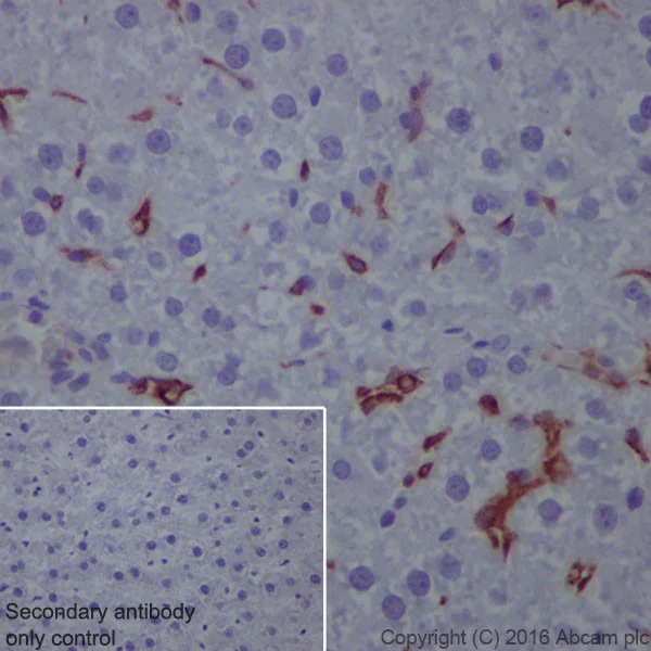 Immunohistochemistry (Formalin/PFA-fixed paraffin-embedded sections) - Anti-CD163 antibody [EPR19518] - BSA and Azide free (AB213612)