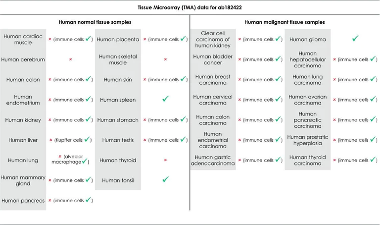 Immunohistochemistry (Formalin/PFA-fixed paraffin-embedded sections) - Anti-CD163 antibody [EPR19518] - BSA and Azide free (AB213612)