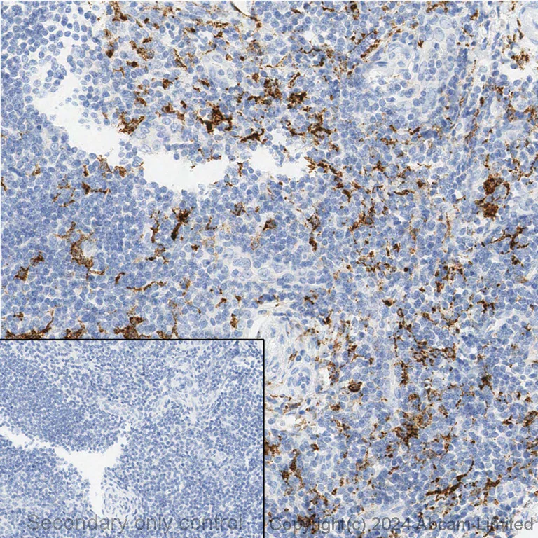 Immunohistochemistry (Formalin/PFA-fixed paraffin-embedded sections) - Anti-CD163 antibody [EPR19518] - BSA and Azide free (AB213612)