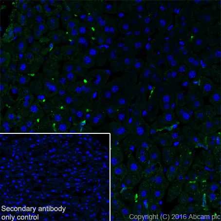 Immunohistochemistry (Frozen sections) - Anti-CD163 antibody [EPR19518] - BSA and Azide free (AB213612)