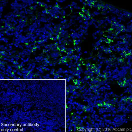 Immunohistochemistry (Frozen sections) - Anti-CD163 antibody [EPR19518] - BSA and Azide free (AB213612)
