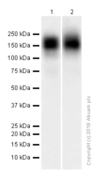Western blot - Anti-CD163 antibody [EPR19518] - BSA and Azide free (AB213612)