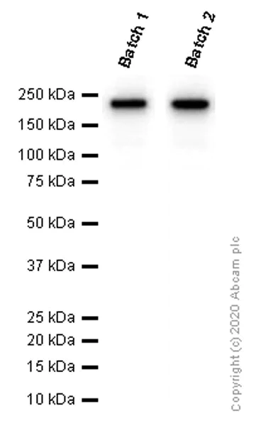 Western blot - Anti-CD163 antibody [EPR19518] - BSA and Azide free (AB213612)
