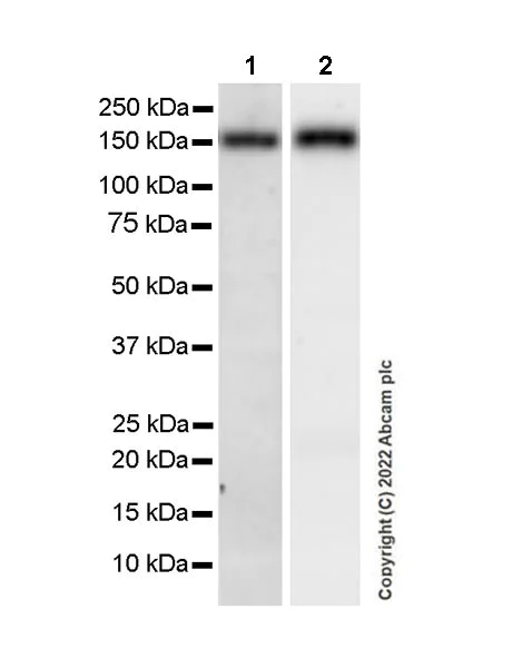 Western blot - Anti-CD163 antibody [EPR19518] - Rat IgG2a (Chimeric) - BSA and Azide free (AB290004)