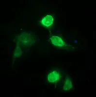 Immunocytochemistry/ Immunofluorescence - Anti-CD163 antibody [OTI2G12] (AB156769)
