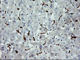 Immunohistochemistry (Formalin/PFA-fixed paraffin-embedded sections) - Anti-CD163 antibody [OTI2G12] (AB156769)