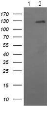 Western blot - Anti-CD163 antibody [OTI2G12] (AB156769)