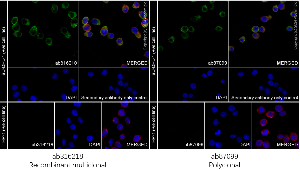 Immunocytochemistry/ Immunofluorescence - Anti-CD163 antibody [RM1114] - BSA and Azide free (AB316219), expandable thumbnail