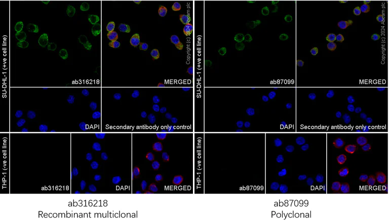 Immunocytochemistry/ Immunofluorescence - Anti-CD163 antibody [RM1114] - BSA and Azide free (AB316219)
