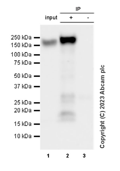 Immunoprecipitation - Anti-CD163 antibody [RM1114] - BSA and Azide free (AB316219), expandable thumbnail
