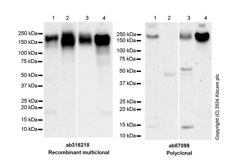 Western blot - Anti-CD163 antibody [RM1114] - BSA and Azide free (AB316219), expandable thumbnail