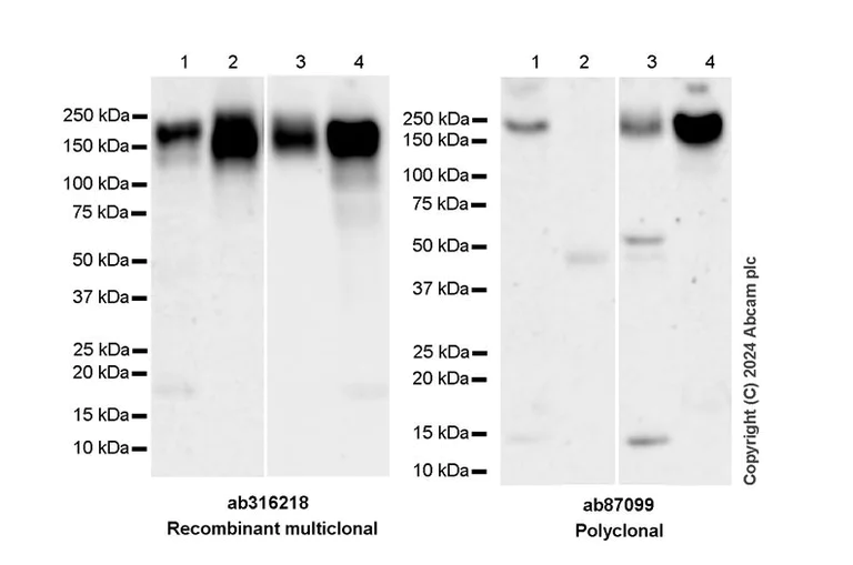 Western blot - Anti-CD163 antibody [RM1114] - BSA and Azide free (AB316219)