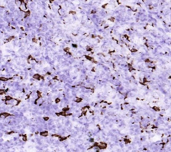 Anti-CD163 antibody [RM3/1] (ab17051) | Abcam