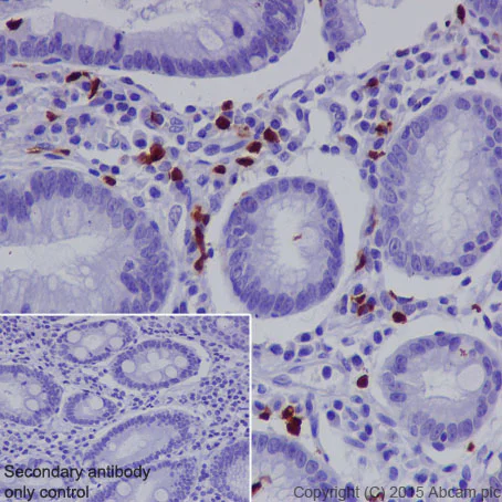 Immunohistochemistry (Formalin/PFA-fixed paraffin-embedded sections) - Anti-CD163L1 antibody [EPR6539] (AB126756)