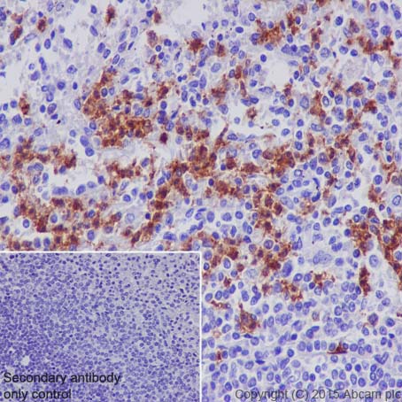 Immunohistochemistry (Formalin/PFA-fixed paraffin-embedded sections) - Anti-CD163L1 antibody [EPR6539] - BSA and Azide free (AB248169), expandable thumbnail