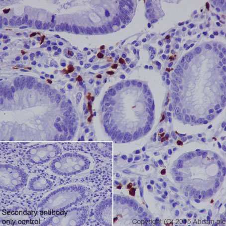 Immunohistochemistry (Formalin/PFA-fixed paraffin-embedded sections) - Anti-CD163L1 antibody [EPR6539] - BSA and Azide free (AB248169), expandable thumbnail
