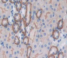 Immunohistochemistry (Formalin/PFA-fixed paraffin-embedded sections) - Anti-CD164 antibody (AB231131)