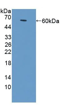 Western blot - Anti-CD166 antibody (AB231262)