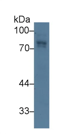 Western blot - Anti-CD166 antibody (AB231262)