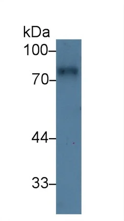 Western blot - Anti-CD166 antibody (AB231262)