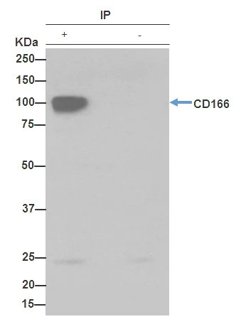 Immunoprecipitation - Anti-CD166 antibody [EPR2759(2)] (AB109215)
