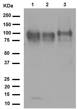 Western blot - Anti-CD166 antibody [EPR2759(2)] (AB109215)