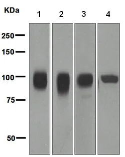 Western blot - Anti-CD166 antibody [EPR2759(2)] (AB109215)