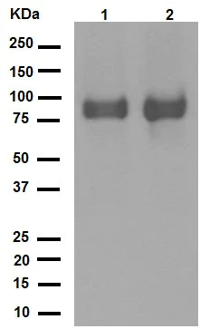 Western blot - Anti-CD166 antibody [EPR2759(2)] (AB109215)