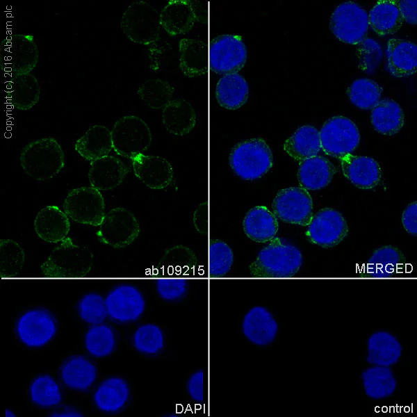 Immunocytochemistry/ Immunofluorescence - Anti-CD166 antibody [EPR2759(2)] - BSA and Azide free (AB206127)