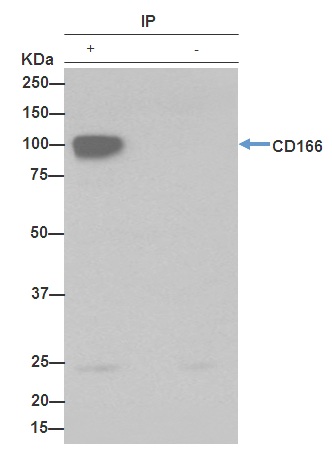 Immunoprecipitation - Anti-CD166 antibody [EPR2759(2)] - BSA and Azide free (AB206127), expandable thumbnail