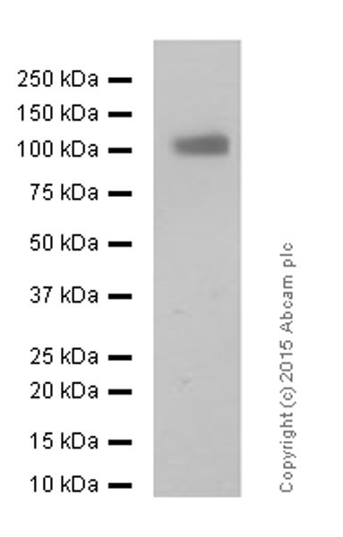 Western blot - Anti-CD166 antibody [EPR2759(2)] - BSA and Azide free (ab206127), expandable thumbnail