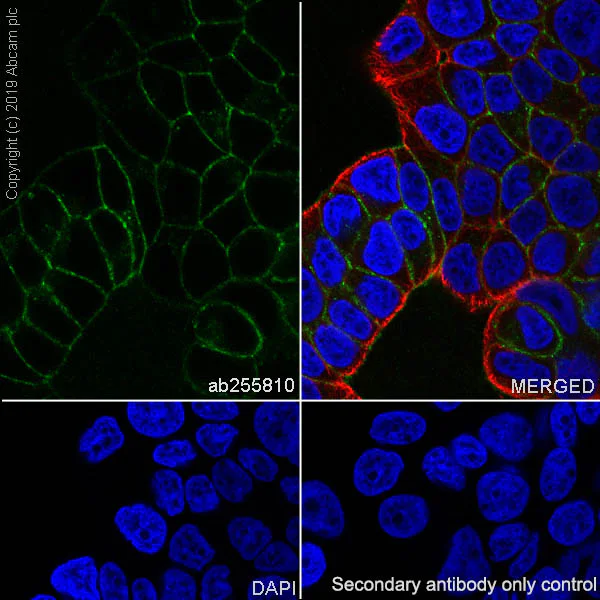 Immunocytochemistry/ Immunofluorescence - Anti-CD167a/DDR1 antibody [EPR22316-508] (AB255810)