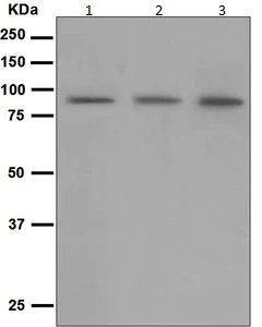 Western blot - Anti-CD168 antibody [EPR4054] (AB124729)