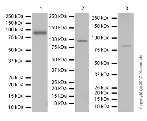 Western blot - Anti-CD168 antibody [EPR4054] (AB124729)