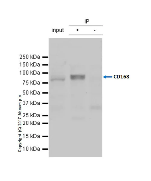 Immunoprecipitation - Anti-CD168 antibody [EPR4054] - BSA and Azide free (AB271887)