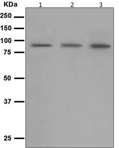 Western blot - Anti-CD168 antibody [EPR4054] - BSA and Azide free (AB271887)