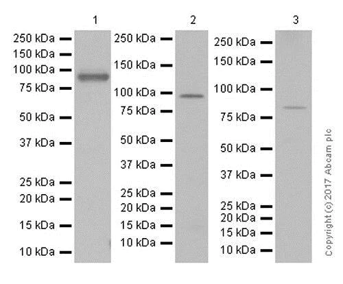 Western blot - Anti-CD168 antibody [EPR4054] - BSA and Azide free (AB271887)